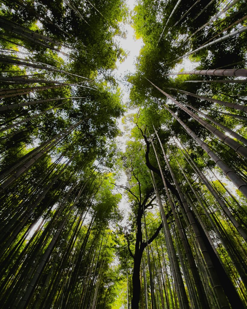 Tall bamboo stalks rising through morning light in the Arashiyama Bamboo Grove, Kyoto