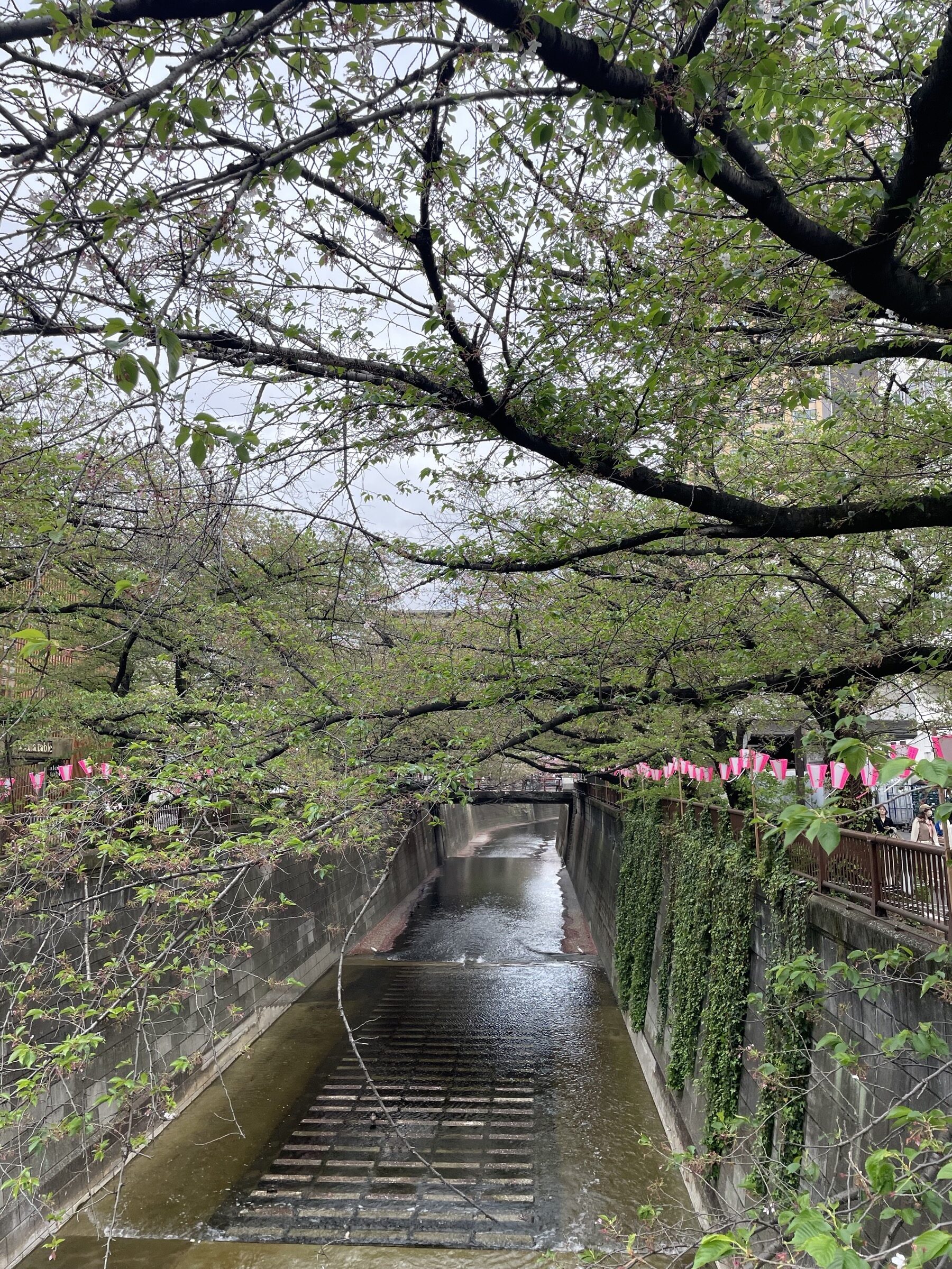 Meguro River walk in Nakameguro Tokyo with trees overhanging the canal