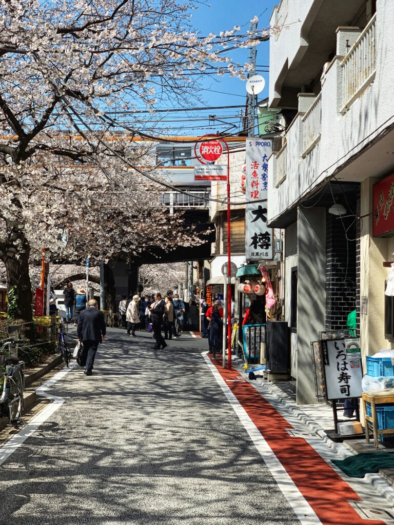 Nakameguro Tokyo street lined with cherry blossom trees in spring