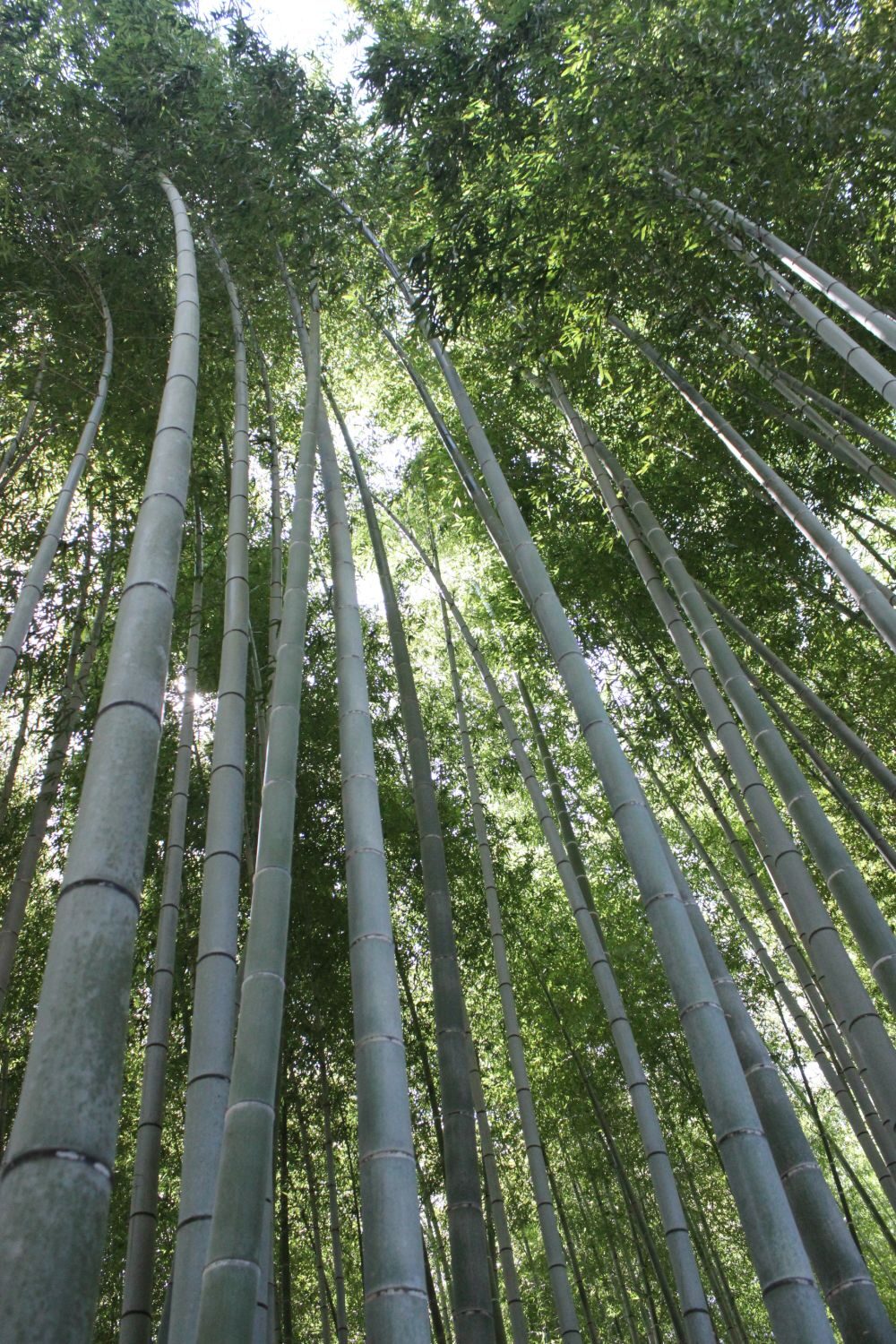 Looking up into tall bamboo stalks on the quiet Chikurin path, a less crowded alternative to the Arashiyama Bamboo Forest