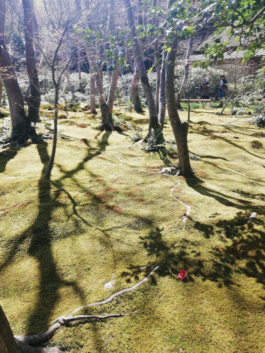 Sunlit moss garden with thin trees at Gio-ji temple near Saga-Toriimoto