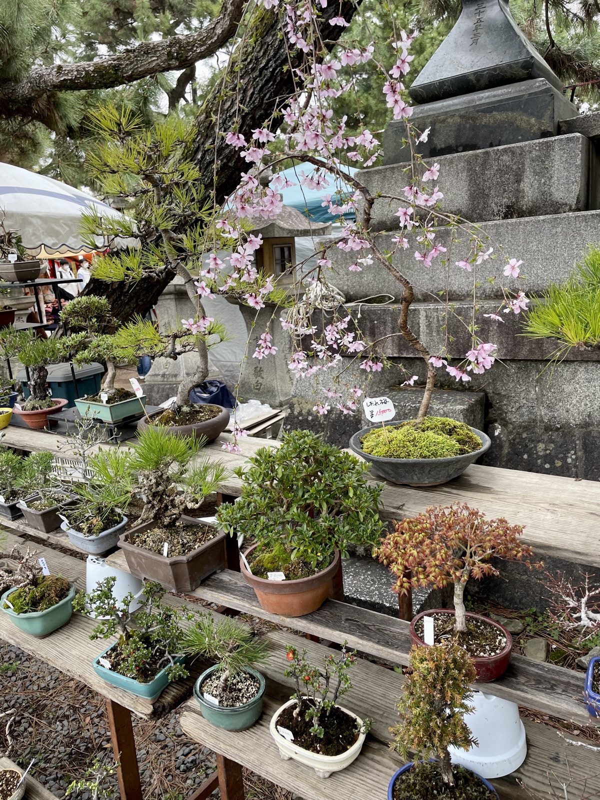 Bonsai for sale at a stall during the Tenjin-san flea market in Kyoto